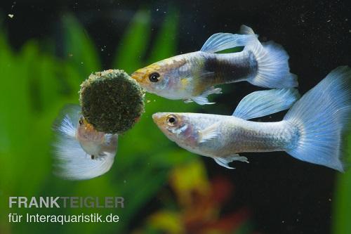 Fischfutter gibt es auch in Form von Futtertabletten