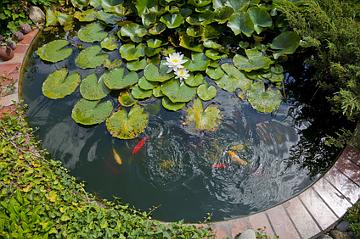 Gartenteichfische im Teich