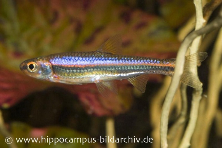 Die Regenbogenelritze (Notropis chrosomis) ist ein Exot im Gartenteich