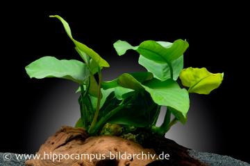 Hartlaubige Aquarienpflanzen für Barschbecken