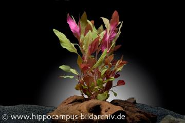 Aquarienpflanzen mit roten Blättern