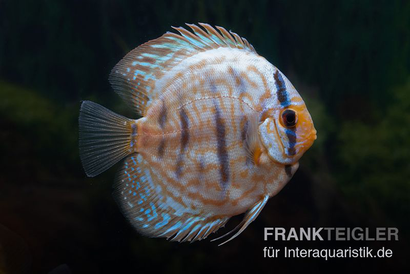 Diskusfische-800x534.jpeg