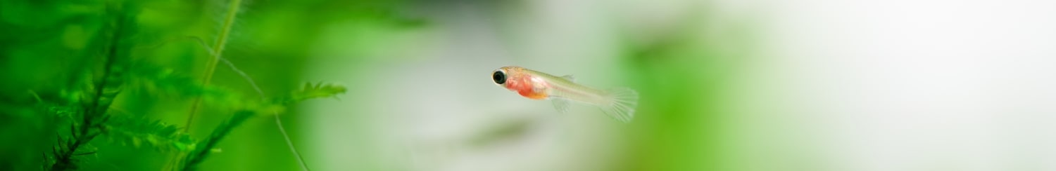 Ankauf-Nachzuchten-Aquaristik-Terraristik.jpg