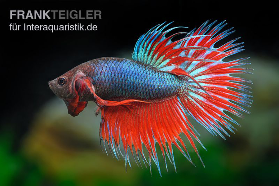 Kampffisch-Betta-splendens-Crown-Tail-Rotblau_900x600.jpg
